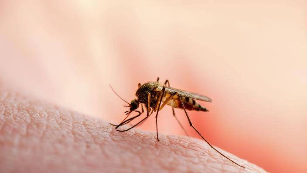 En ce qui concerne les Antilles, la situation de l'épidémie de dengue reste stable mais à des niveaux élevés.