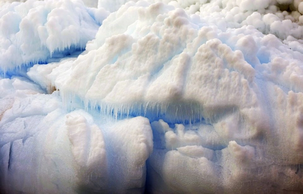 Révélation : L'ADN des poulpes antarctiques révèle une fonte des glaces imminente