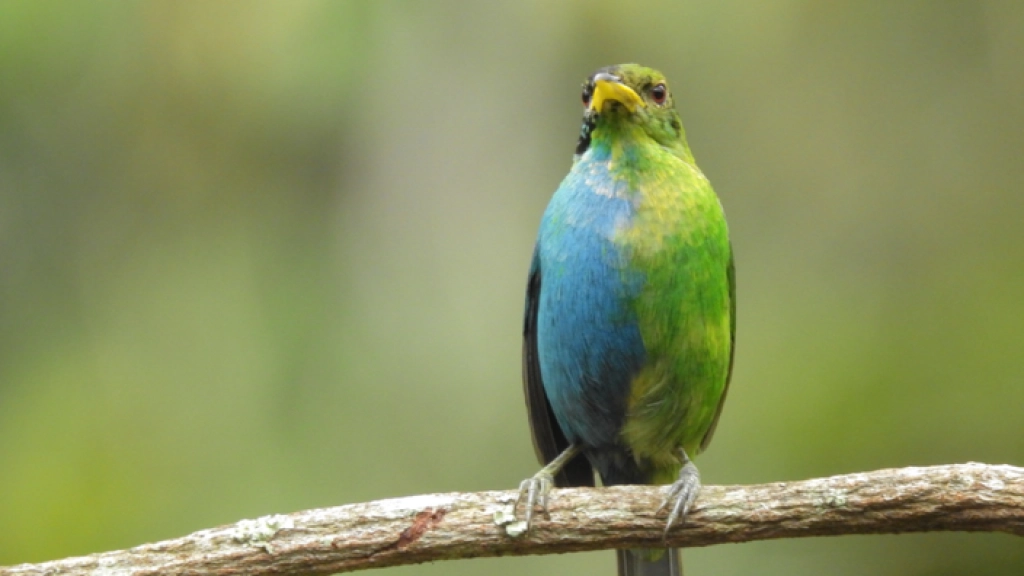 "Observation en Colombie d'un oiseau unique, à mi-chemin entre mâle et femelle"