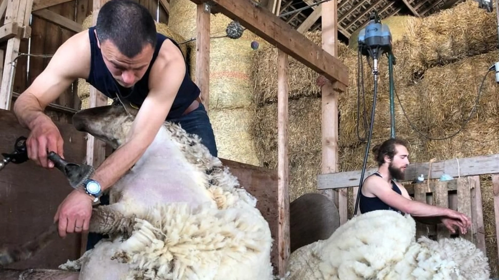 REPORTAGE. "La laine est devenue une charge pour mon exploitation" : dans l'Allier, les éleveurs n'arrivent plus à vendre les toisons de leurs bêtes